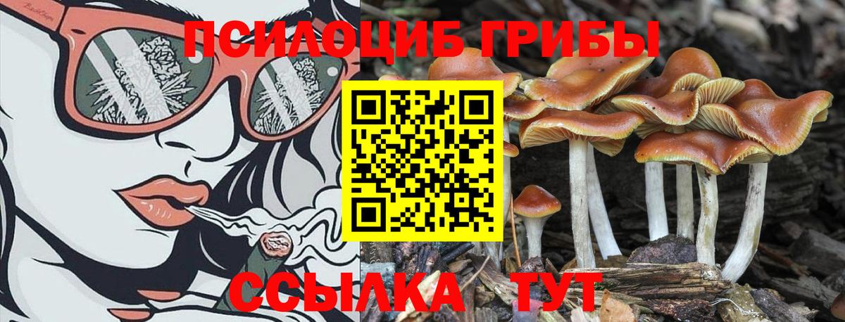 Галлюциногенные грибы Psilocybe  магазин    Малоярославец  Вход с VPN 